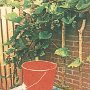 2005 - Red Bucket and Green Grapes - 3 color Cyanotype-Gumprint combination